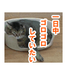 休みをすすめてくる猫（個別スタンプ：14）