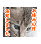 休みをすすめてくる猫（個別スタンプ：15）