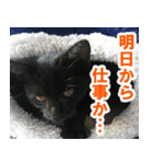 休みをすすめてくる猫（個別スタンプ：16）