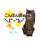 akis stamp（個別スタンプ：3）