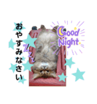 akis stamp（個別スタンプ：4）