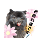 akis stamp（個別スタンプ：8）