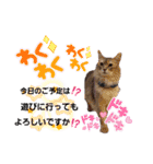 akis stamp（個別スタンプ：11）