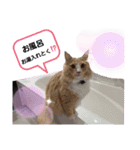 akis stamp（個別スタンプ：12）