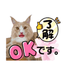 akis stamp（個別スタンプ：13）