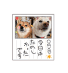 柴犬 らむ♡るん♡（個別スタンプ：19）