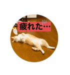 猫猫どころ（個別スタンプ：7）