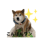 柴犬苺スタンプ（個別スタンプ：3）