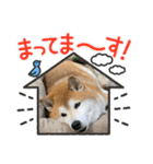 柴犬苺スタンプ（個別スタンプ：33）