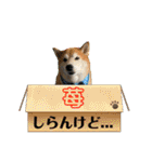 柴犬苺スタンプ（個別スタンプ：40）