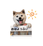 柴犬ヨッフィ（個別スタンプ：1）