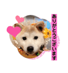 柴犬ヨッフィ（個別スタンプ：2）