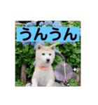 柴犬ヨッフィ（個別スタンプ：4）