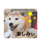 柴犬ヨッフィ（個別スタンプ：8）