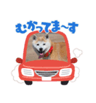 柴犬ヨッフィ（個別スタンプ：14）