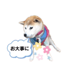 柴犬ヨッフィ（個別スタンプ：17）