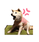 柴犬ヨッフィ（個別スタンプ：22）