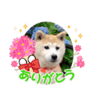 柴犬ヨッフィ（個別スタンプ：26）