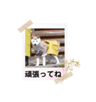 柴犬ヨッフィ（個別スタンプ：27）