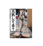 柴犬ヨッフィ（個別スタンプ：29）