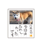 柴犬ヨッフィ（個別スタンプ：30）