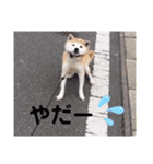 柴犬ヨッフィ（個別スタンプ：31）