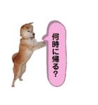 柴犬ヨッフィ（個別スタンプ：32）