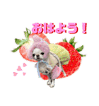 チワワのろよです♪（個別スタンプ：1）