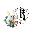 チワワのろよです♪（個別スタンプ：6）
