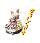 チワワのろよです♪（個別スタンプ：8）