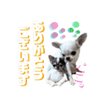 チワワのろよです♪（個別スタンプ：10）