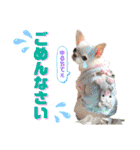 チワワのろよです♪（個別スタンプ：12）