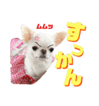 チワワのろよです♪（個別スタンプ：15）