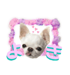 チワワのろよです♪（個別スタンプ：19）