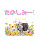 チワワのろよです♪（個別スタンプ：21）