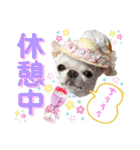 チワワのろよです♪（個別スタンプ：24）
