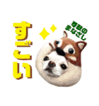チワワのろよです♪（個別スタンプ：27）