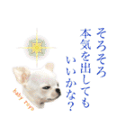 チワワのろよです♪（個別スタンプ：34）