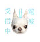 チワワのろよです♪（個別スタンプ：36）