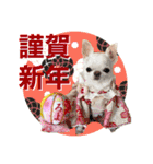 チワワのろよです♪（個別スタンプ：40）