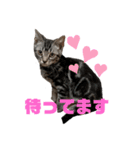 アメショのライムスタンプ（個別スタンプ：1）