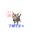 アメショのライムスタンプ（個別スタンプ：3）