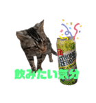 アメショのライムスタンプ（個別スタンプ：14）