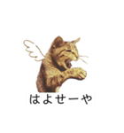 老猫キジトラみーちゃんの日常（個別スタンプ：3）