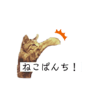 老猫キジトラみーちゃんの日常（個別スタンプ：4）