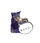 老猫キジトラみーちゃんの日常（個別スタンプ：5）