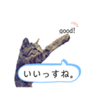 老猫キジトラみーちゃんの日常（個別スタンプ：7）
