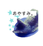 老猫キジトラみーちゃんの日常（個別スタンプ：8）