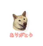 チロルルのスタンプ①（個別スタンプ：1）