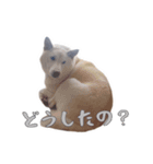 チロルルのスタンプ①（個別スタンプ：5）